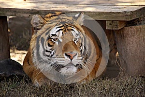 Frontal view of Bengala tiger head photo