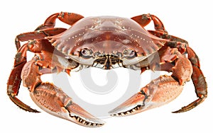 Frontal view of a brown crab with large claws, isolated on a white background.