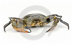 Frontal view of a brown crab with large claws, isolated on a white background.