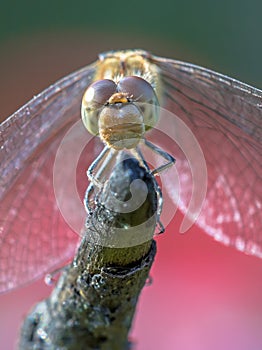 Frontal view of Common darter dragonfly perched on stick