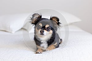 Frontal view of cute tiny tricolor long-haired chihuahua lying down on bed looking