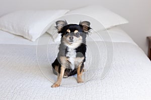 Frontal view of cute tiny tricolor long-haired chihuahua sitting on bed looking intently