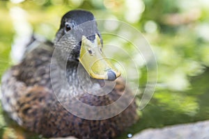 Frontal view of a female mallard