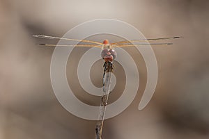 Frontal view of female red-veined darter dragonfly photo