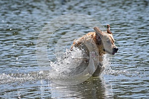 Frontal view of a golden retriever dog runs free jumping and diving into the water and making many sketches