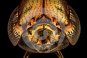 Frontal view of a golden tortoise beetle