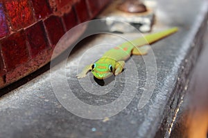 Frontal view of Green Golden Dust Day Gecko