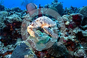 Frontal view of a hawksbill turtle, an endangered species.