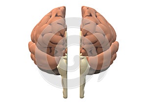 Frontal view of a human brain dissected split into two equal halves