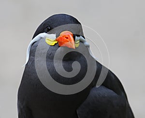 Frontal view of an Inca Tern
