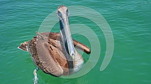 Frontal view of an inquisitive brown pelican off tropical Caye Caulker island, Belize