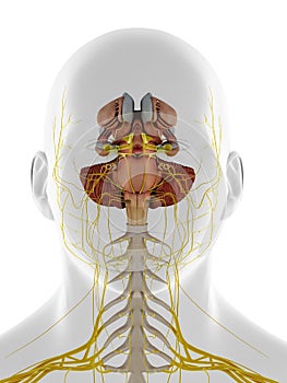 A frontal view of the internal brain anatomy