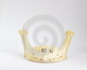 Frontal view of isolated human mandible without teeth in white background with space for text