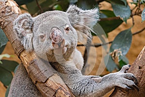 Frontal view of a koala