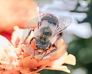Frontal view of a male Common Eastern Bumble Bee Bombus impatiens on an orange marigold flower