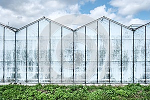 Frontal view of a modern industrial greenhouse in the Netherlands