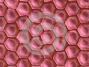 frontal view on organic cell pattern