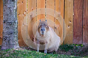 Frontal view of placid looking adult capybara sitting next to tree