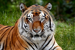 Frontal view presents majestic Sumatran tiger portrait in striking detail