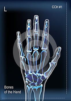 Frontal view x ray of bones the of hand.