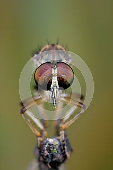 Frontal view of a robber fly