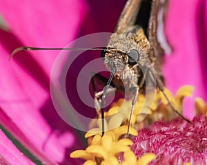 Frontal view of a Silver Spotted Skipper Butterfly (Epargyreus clarus) feeding on a pink flower.