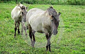 Frontal view of two Konik horses