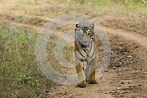 Frontal View Wild Bengal Tigress on a Path