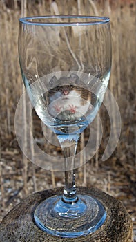 Frontal view of a wild brown house mouse with his paws push up against the inside of a long stemmed wine glass.