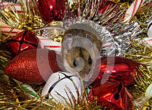 Frontal view of a wild brown house mouse, Mus musculus, sitting on and assortment of colorful Christmas decorations.
