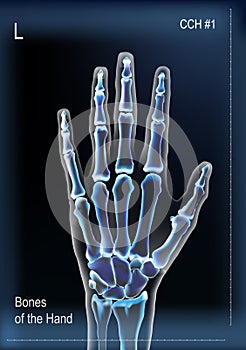 Frontal view x ray of bones the of hand. photo