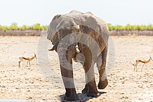 Frontal view of young bull elephant walking from a waterhole after splashing itself during a hot sunny morning
