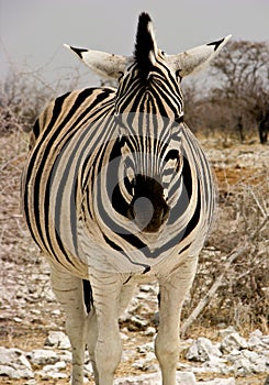 Frontal view of zebra