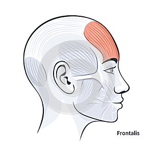 Frontalis female facial muscles detailed anatomy vector illustration