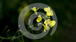 Frontlight Yellow Rape Flowers Dark Background