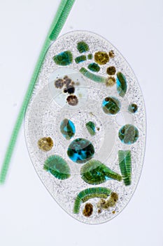 Frontonia sp. unicellular ciliate protists under the microscope.