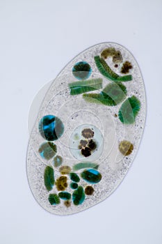 Frontonia sp. unicellular ciliate protists under the microscope. photo