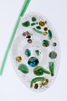 Frontonia sp. unicellular ciliate protists under the microscope. photo