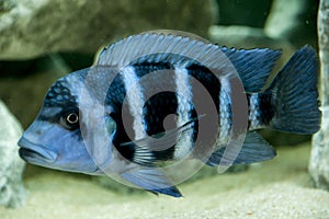 Frontosa zaire blue species of Lake Tanganyika
