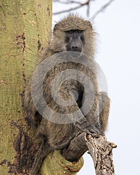 Frontview of an adult baboon sitting in an Acai Tree