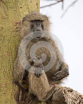 Frontview of an adult baboon sitting in an Acai Tree