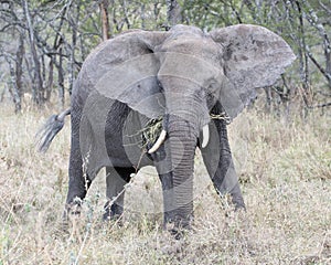 Frontview of adult elephant with tusks feeding on grass