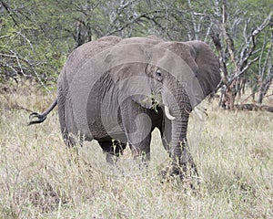 Frontview of adult elephant with tusks feeding on grass