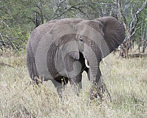 Frontview of adult elephant with tusks feeding on grass