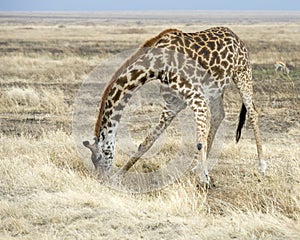 Frontview of an adult Masai Giraffe drinking water