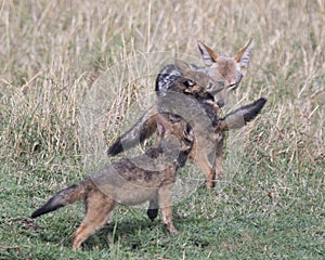 Frontview of black-backed mother jackal being bitten on nose by her cub