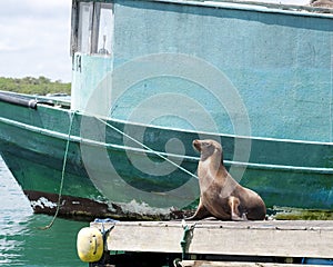 Frontview of a brown seal sitting with head alertly in the air photo