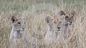 Frontview closeup of 3 cubs sitting looking through tall grass