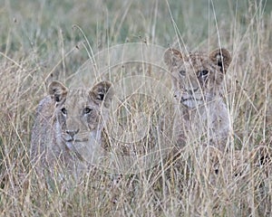 Frontview closeup of 3 cubs sitting looking through tall grass