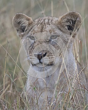 Frontview closeup of the face of a lion cub sitting looking through tall grass